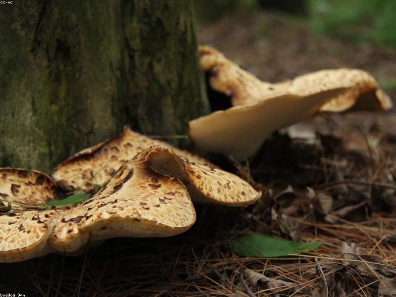 Beautiful, high-quality magic mushrooms arranged elegantly