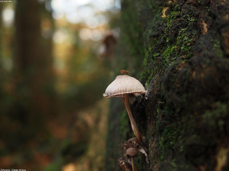 Calming earthy nature scene