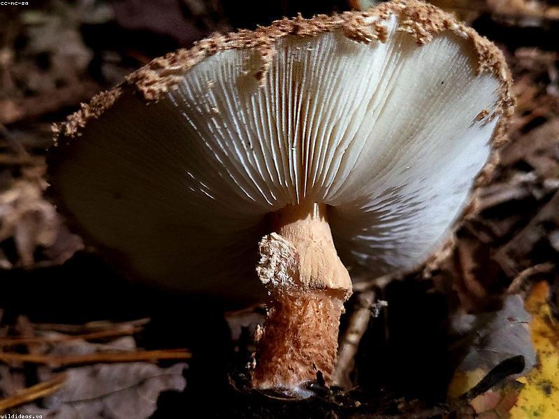Therapist taking notes during psilocybin assisted therapy in Europe
